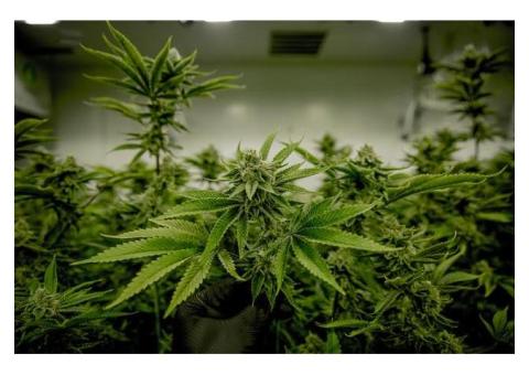 Best Place To Buy Weed Online