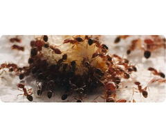 Professional Ant Pest Control Service in Melbourne