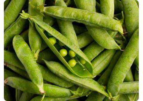 Carver yellow pea seed in Alberta