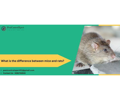 What is the difference between mice and rats?