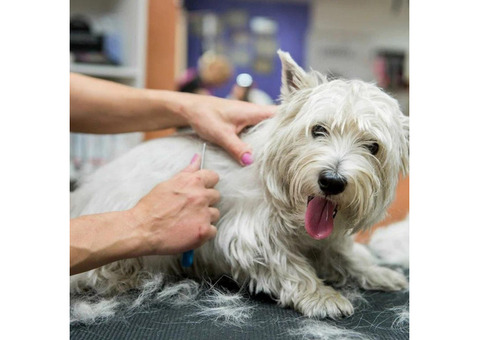 Doorstep Dog Grooming Oak Cliff