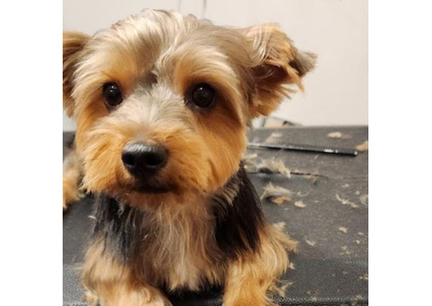 Best Mobile Pet Grooming Uptown