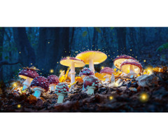 Buy magic mushrooms united states