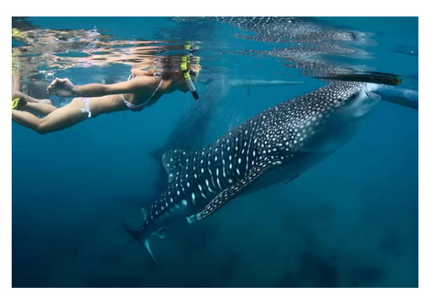 Whale shark swimming cancun