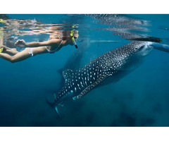 Whale shark swimming cancun