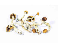 Buy psilocybin mushrooms united states fast shipping