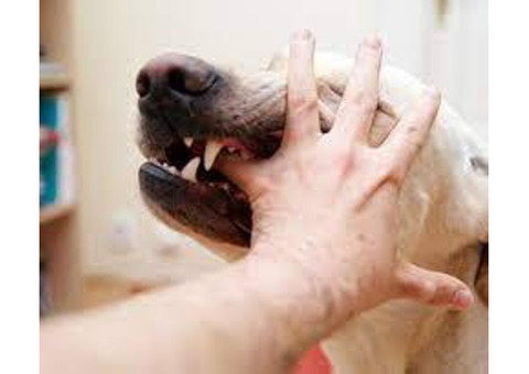Dog Attack Injury Attorney Palm Springs