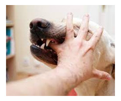 Dog Attack Injury Attorney Palm Springs