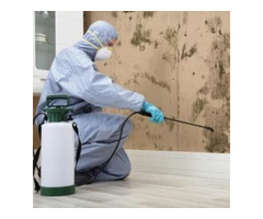 Termite Control Service in Bangalore