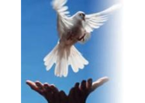 SPIRITUAL BIRDS FOR SALE AND HIRE +27734009912
