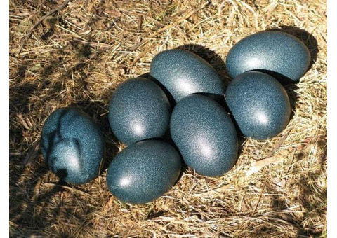 MAGIC EGG CAN MAGICALLY TURN YOUR FINANCES AROUND +27734009912