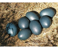 MAGIC EGG CAN MAGICALLY TURN YOUR FINANCES AROUND +27734009912