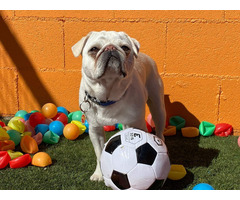 Give Your Dog A Fun and Engaging Dog Daycare Los Angeles Experience