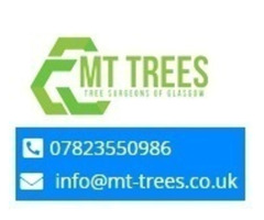 Efficient Tree Stump Removal Services in Glasgow