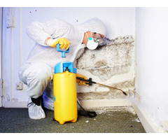 Top Mold Removal NJ Company | PM Mold Remediation