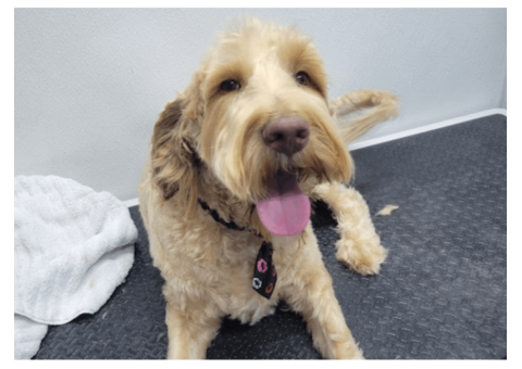 Flea Treatment Dallas