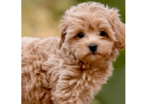 Professional Dog Groomers Old East Dallas