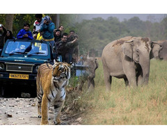 Experience Opulence in the Wilderness: Corbett Treat Resort