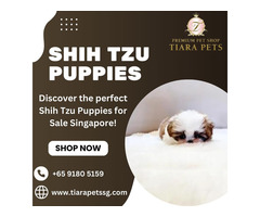 Shih Tzu Puppies for Sale Singapore