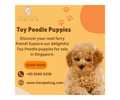 Toy Poodle puppies for sale Singapore