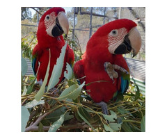 Lovely Scarlet Macaws for Sale