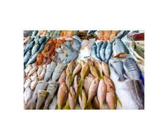 Canned Fish For Sale Canada