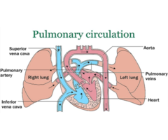 Pulmonary Hypertension Treatment – Symptoms & Causes