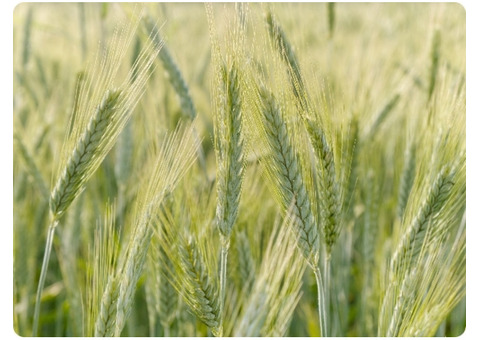 Esma barley seed in Alberta