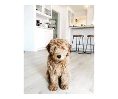 Australian Labradoodle & Goldendoodle Breeders