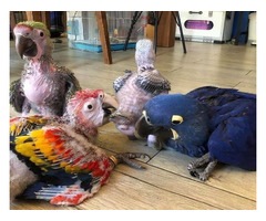 Baby Parrots for Sale