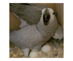 Young African Grey Parrots for Sale