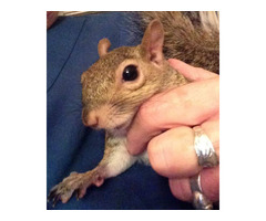 hand raised squirrel for sale. e-mail; alvarezebill@gmail.com