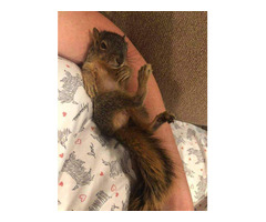 hand raised squirrel for sale. e-mail; alvarezebill@gmail.com