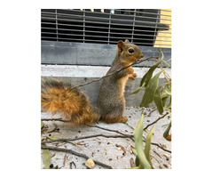 hand raised squirrel for sale. e-mail; alvarezebill@gmail.com