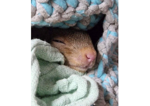 hand raised squirrel for sale. e-mail; alvarezebill@gmail.com
