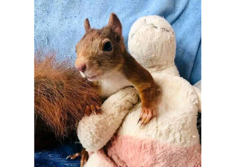 hand raised squirrel for sale. e-mail; alvarezebill@gmail.com