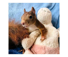 hand raised squirrel for sale. e-mail; alvarezebill@gmail.com