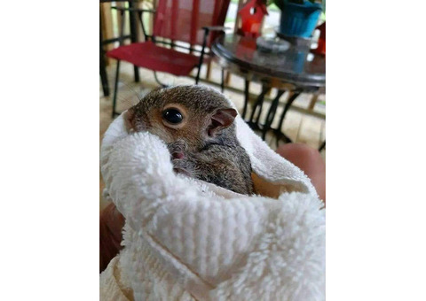 hand raised squirrel for sale. e-mail; alvarezebill@gmail.com