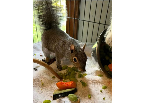 hand raised squirrel for sale. e-mail; alvarezebill@gmail.com