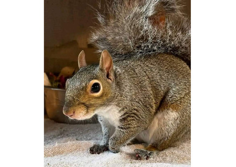 hand raised squirrel for sale. e-mail; alvarezebill@gmail.com