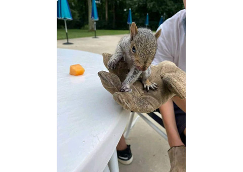hand raised squirrel for sale. e-mail; alvarezebill@gmail.com