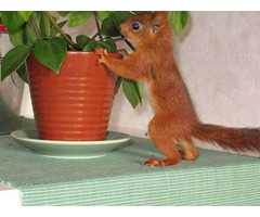 hand raised squirrel for sale. e-mail; alvarezebill@gmail.com