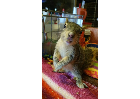 hand raised squirrel for sale. e-mail; alvarezebill@gmail.com