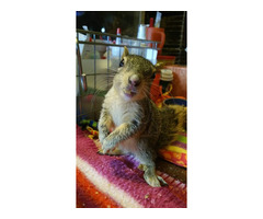 hand raised squirrel for sale. e-mail; alvarezebill@gmail.com