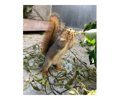 hand raised squirrel for sale. e-mail; alvarezebill@gmail.com