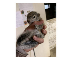 hand raised squirrel for sale. e-mail; alvarezebill@gmail.com