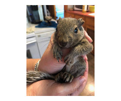 hand raised squirrel for sale. e-mail; alvarezebill@gmail.com