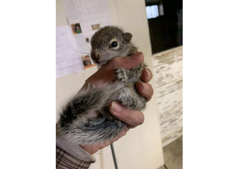 hand raised squirrel for sale. e-mail; alvarezebill@gmail.com