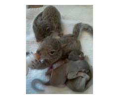 hand raised squirrel for sale. e-mail; alvarezebill@gmail.com