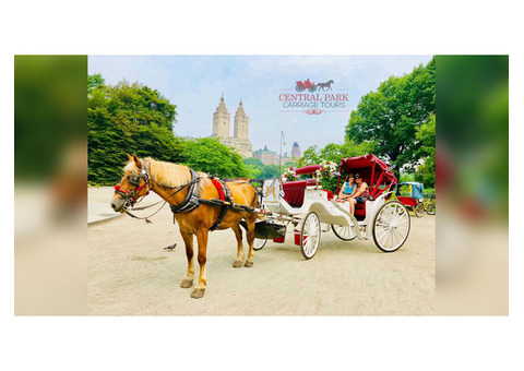 Best Horse Carriage Rides in New York
